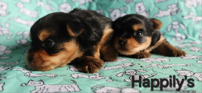 Happily's - Yorkshire Terrier - Portée née le 27/03/2024