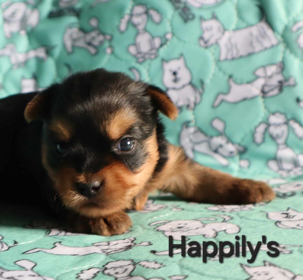 Happily's - Chiot disponible  - Yorkshire Terrier