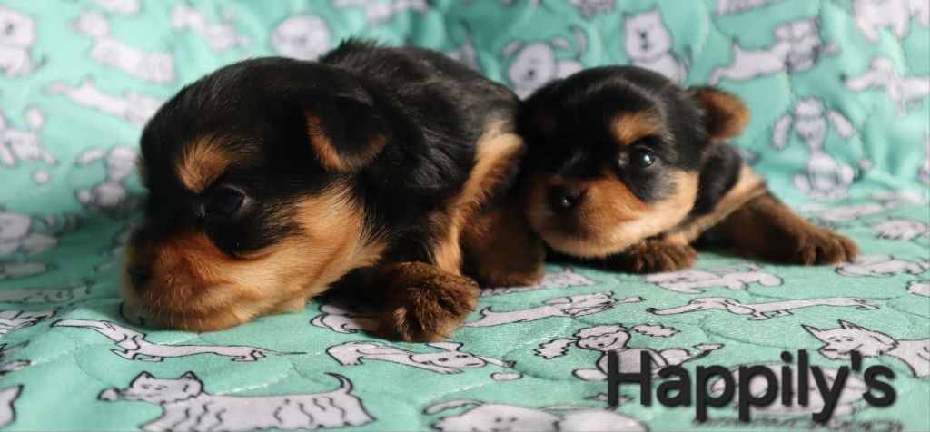 chiot Yorkshire Terrier Happily's