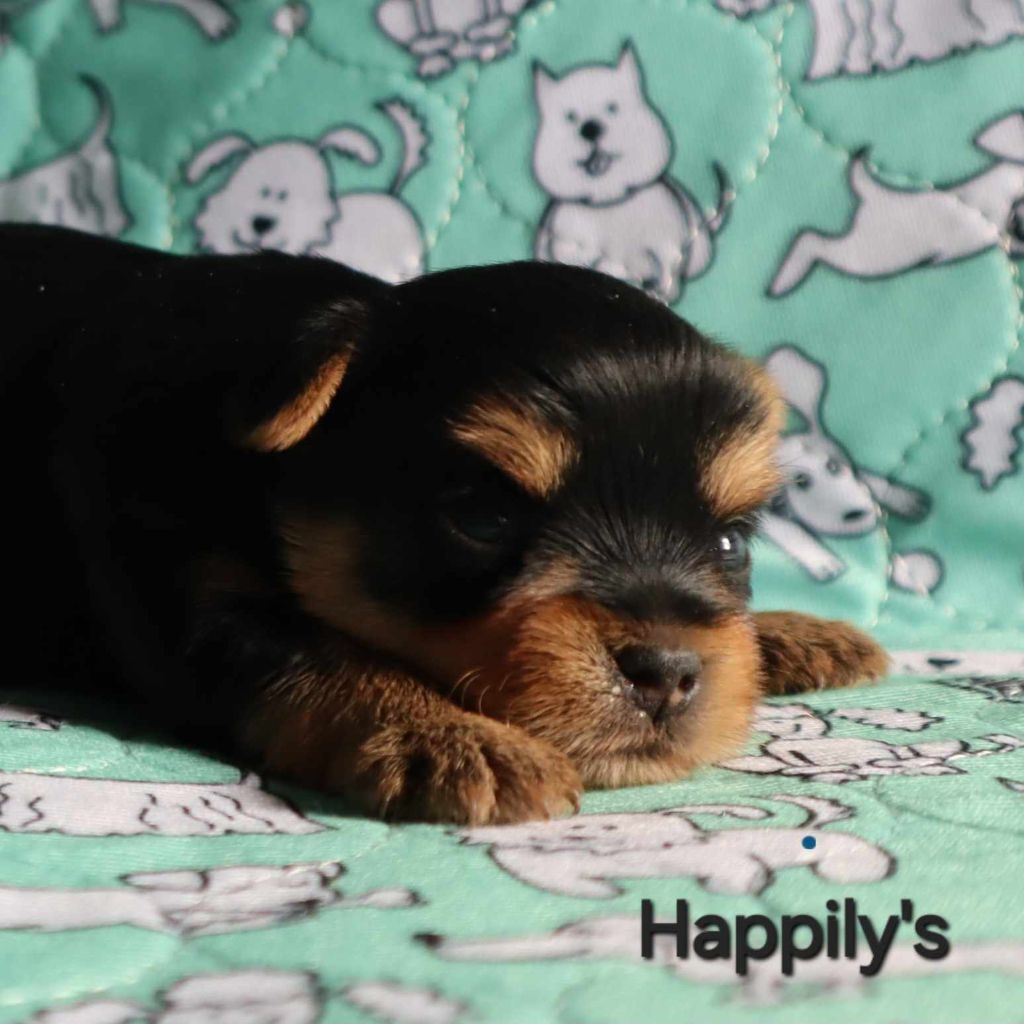 Happily's - Chiot disponible  - Yorkshire Terrier