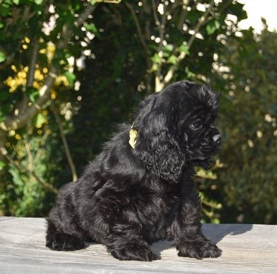 Happily's - Chiot disponible  - American Cocker Spaniel