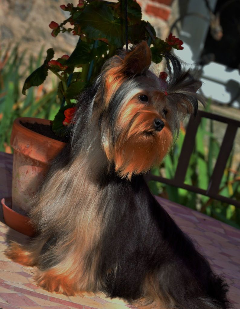 Happily's Scarlett o'hara