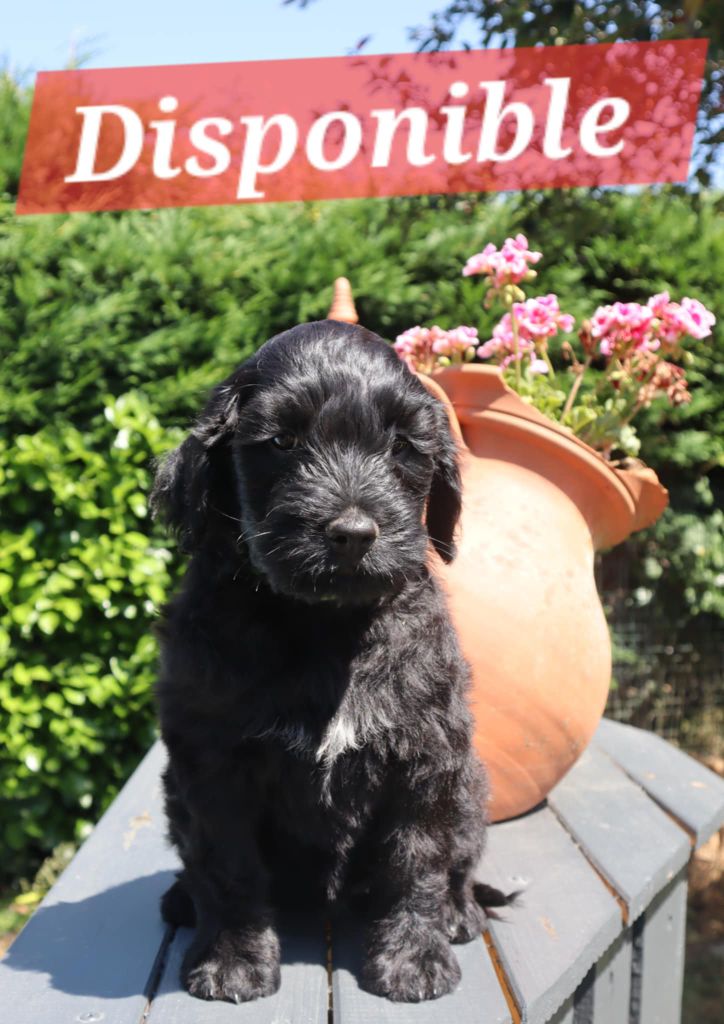 Happily's - Chiots disponibles - Chien d'eau portugais