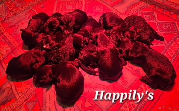 Chiot Chien d'eau portugais Happily's