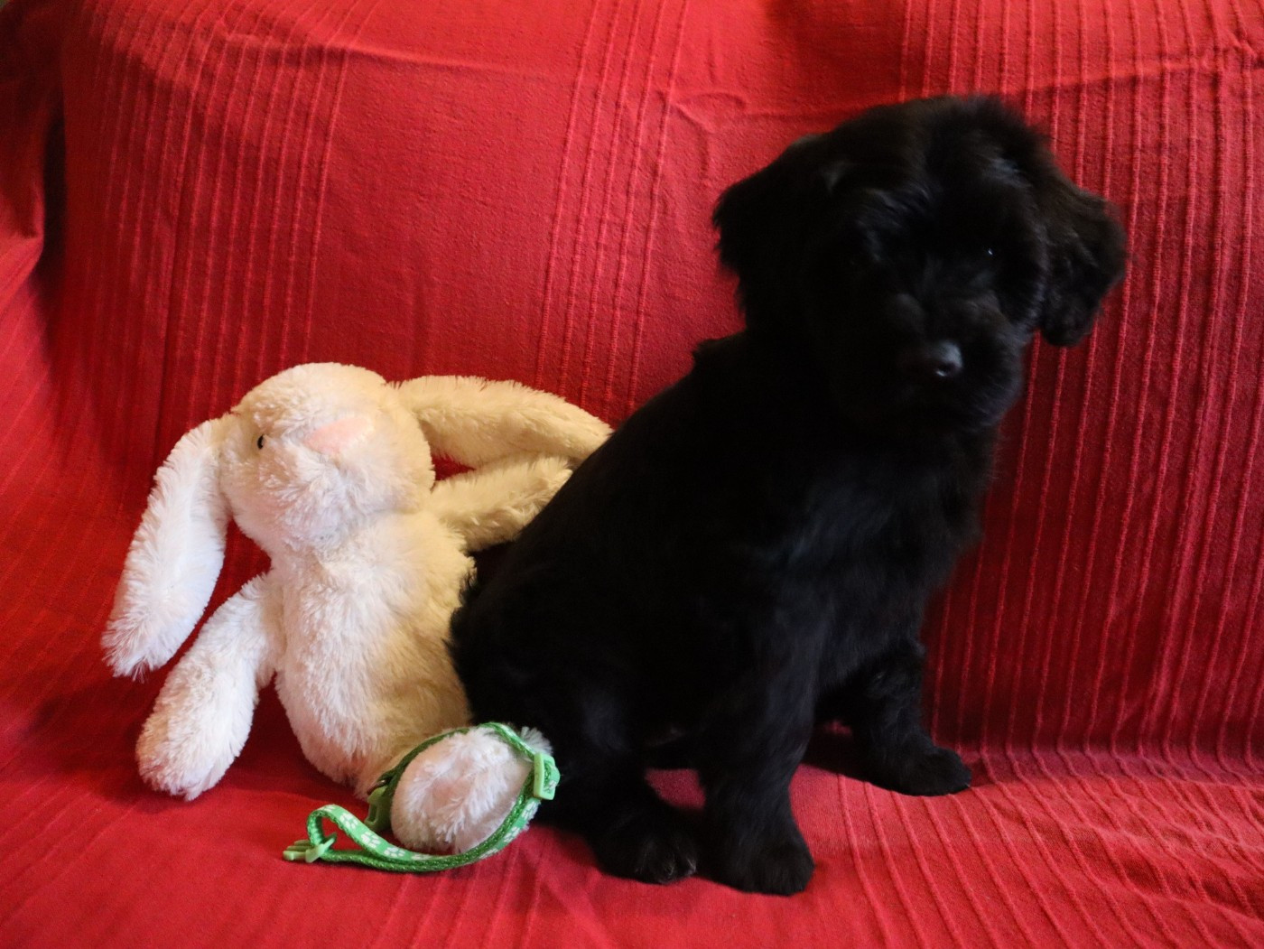 Happily's - Chiots disponibles - Chien d'eau portugais