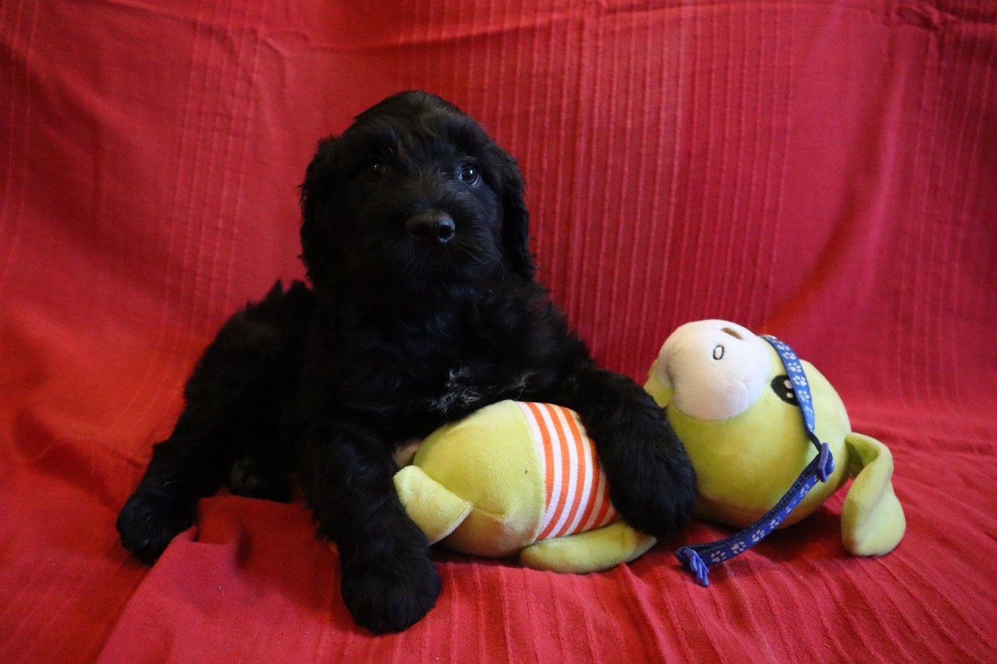 Happily's - Chiots disponibles - Chien d'eau portugais