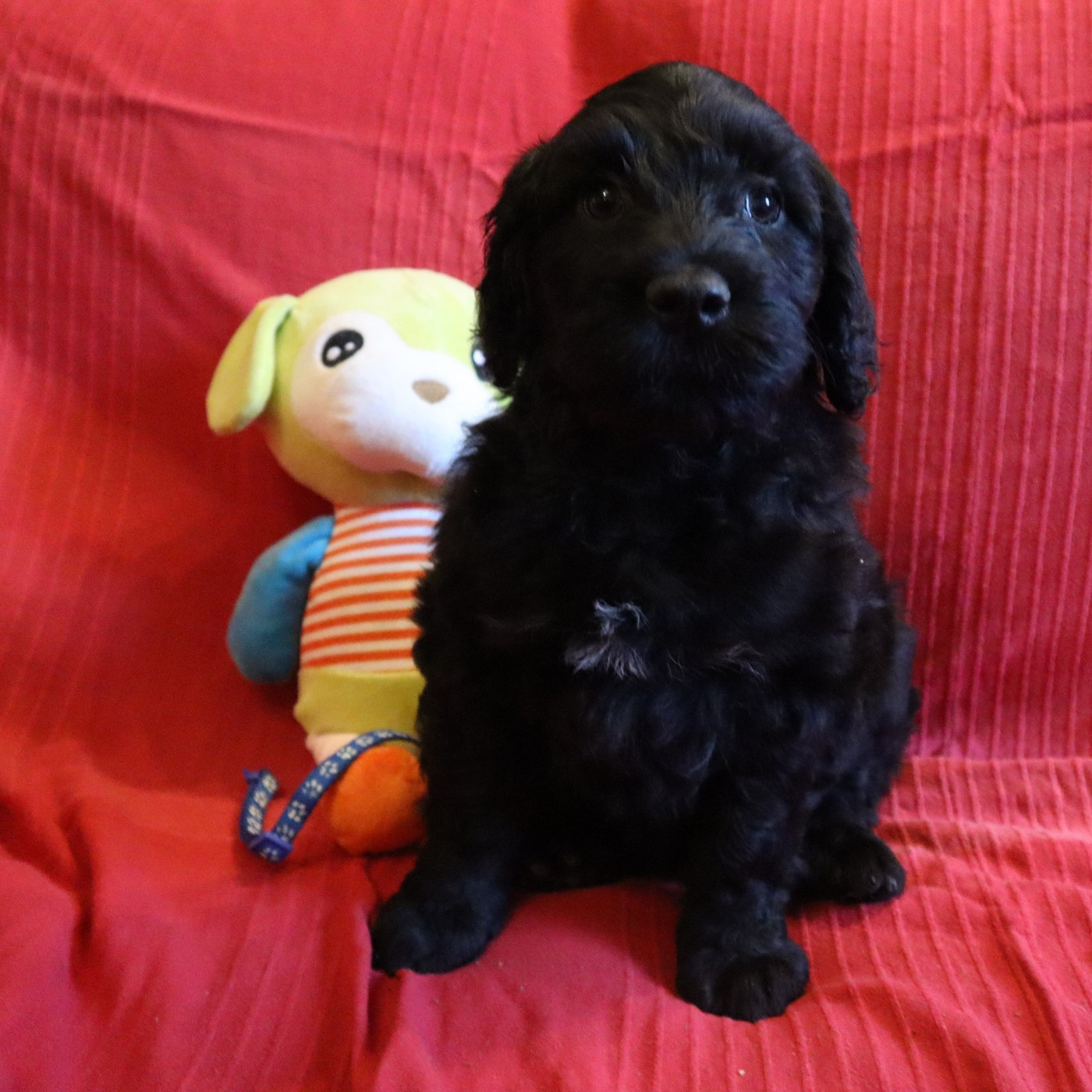 Happily's - Chiots disponibles - Chien d'eau portugais