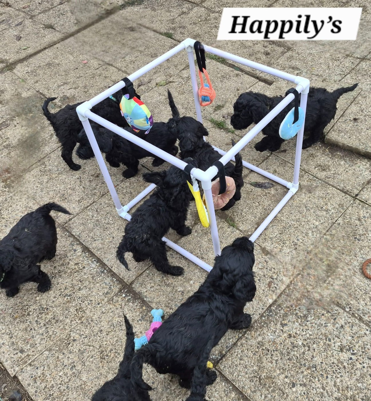 Happily's - Chien d'eau portugais - Portée née le 17/12/2025