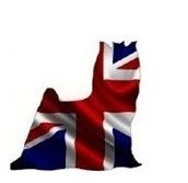 Happily's - Chiots disponibles - Yorkshire Terrier