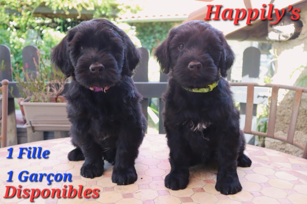 Happily's - Chiots disponibles - Chien d'eau portugais